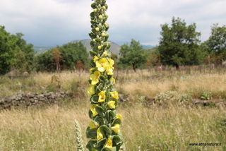 sco dello Scacchiere-03-06-2023 10-09-53